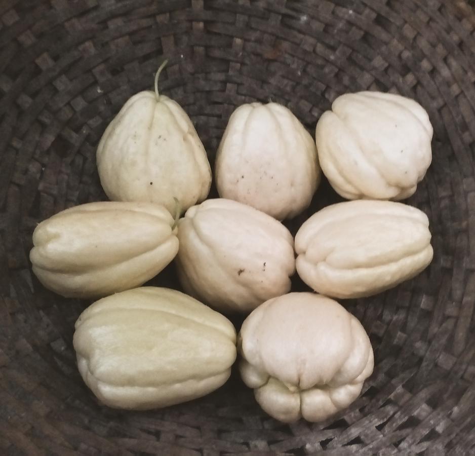 דרג'ילינג Suma Aavaas Farmstay מראה חיצוני תמונה