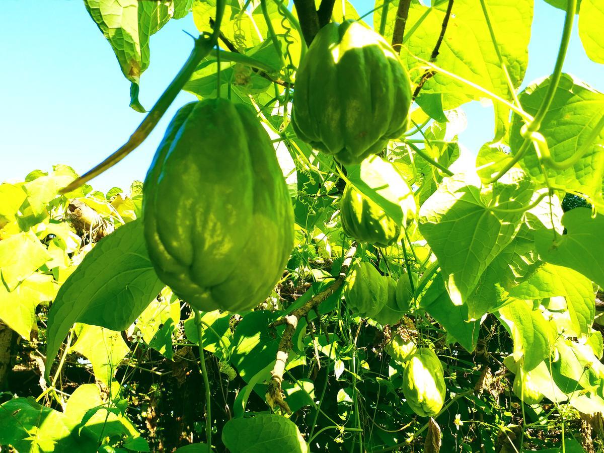דרג'ילינג Suma Aavaas Farmstay מראה חיצוני תמונה